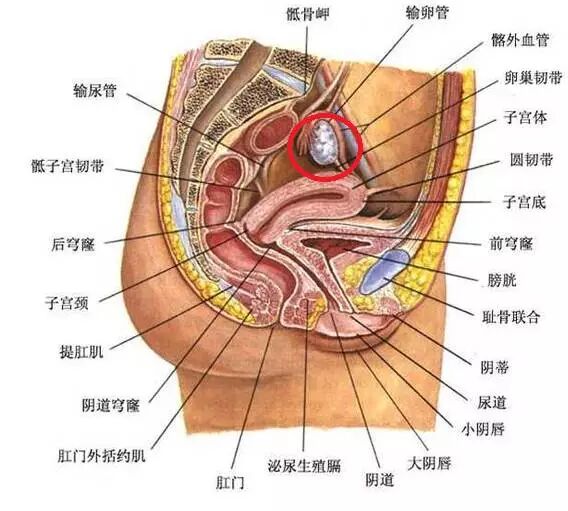 为什么你卵巢衰老的比别人更早？